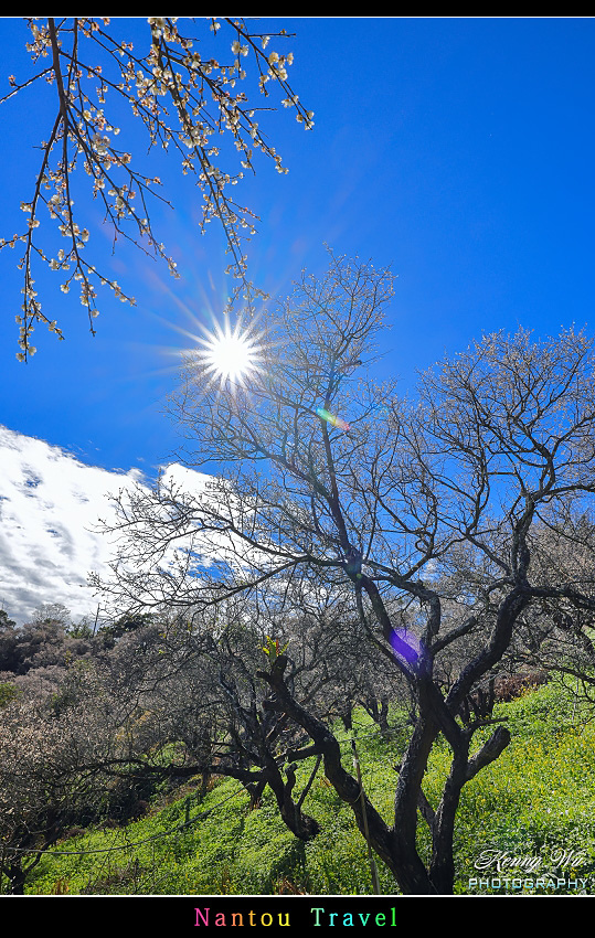 南投 九份二山 の 梅花季