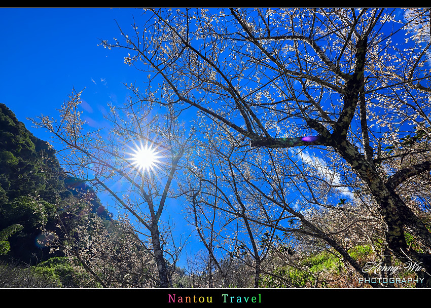 南投 九份二山 の 梅花季