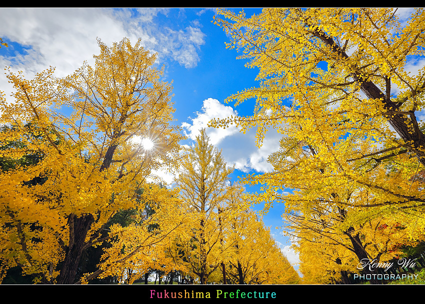 福島 の 吾妻綜合運動公園 銀杏並木