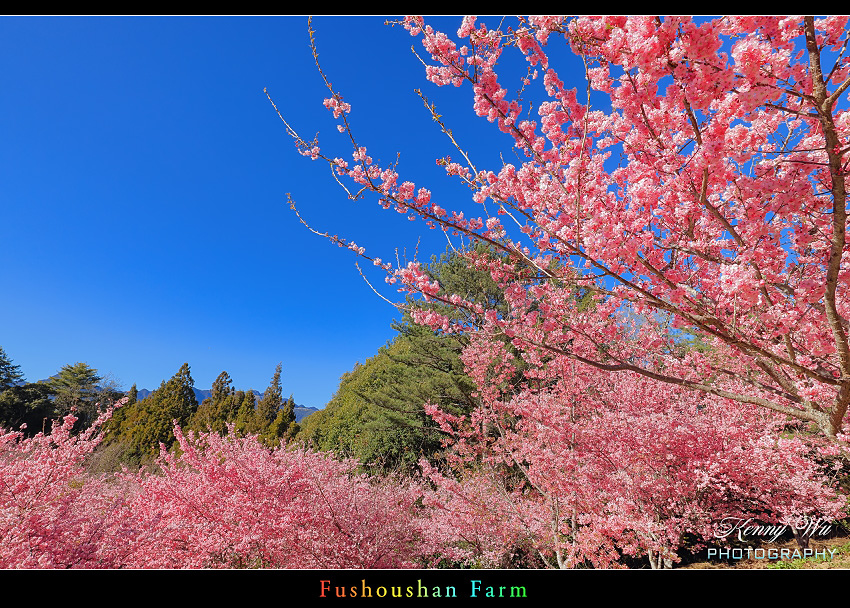 福壽山農場 千櫻園 の  春櫻爛漫