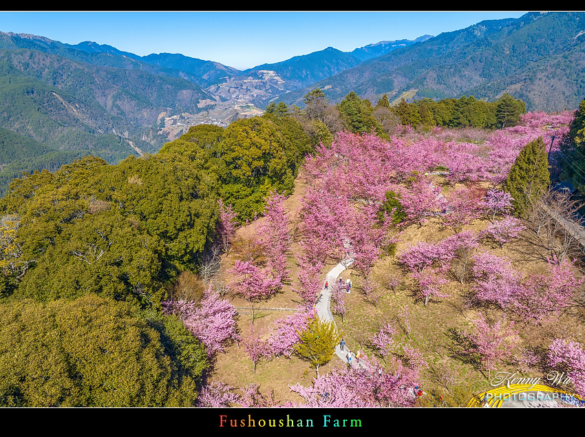 福壽山農場 千櫻園 の  春櫻爛漫