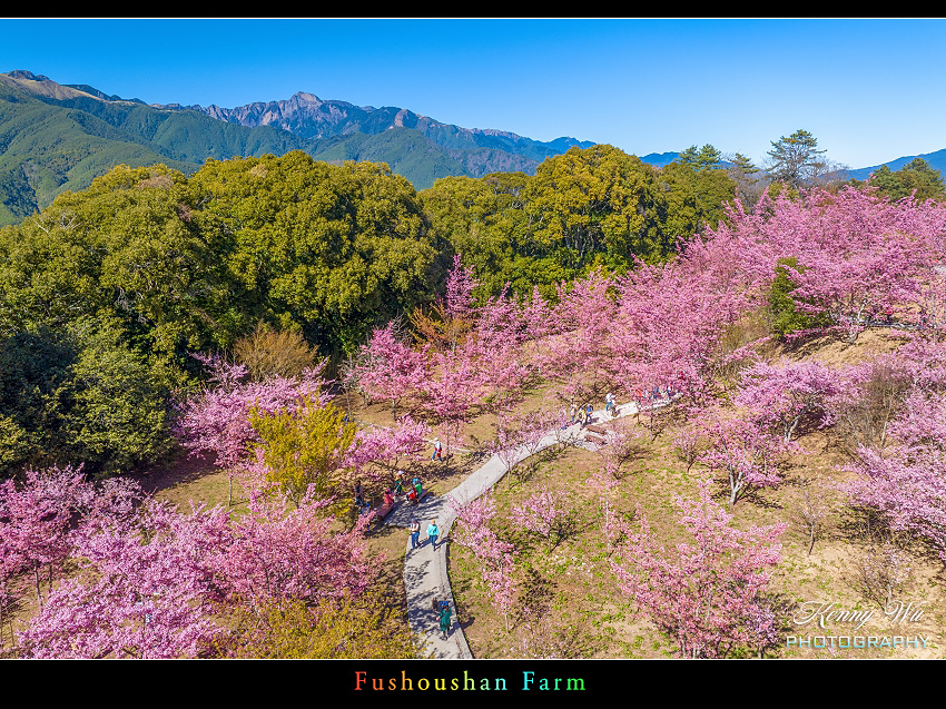 福壽山農場 千櫻園 の  春櫻爛漫