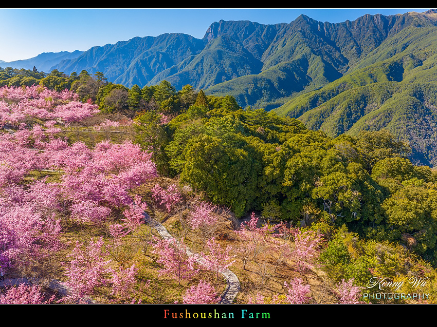 福壽山農場 千櫻園 の  春櫻爛漫