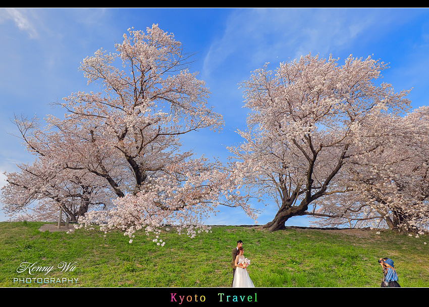 京都 の 背割堤 櫻花並木