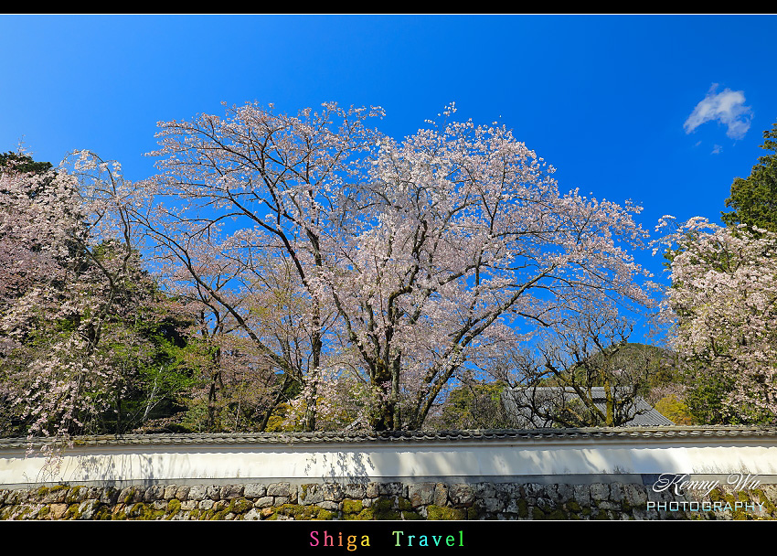 滋賀 の 三井寺 春櫻