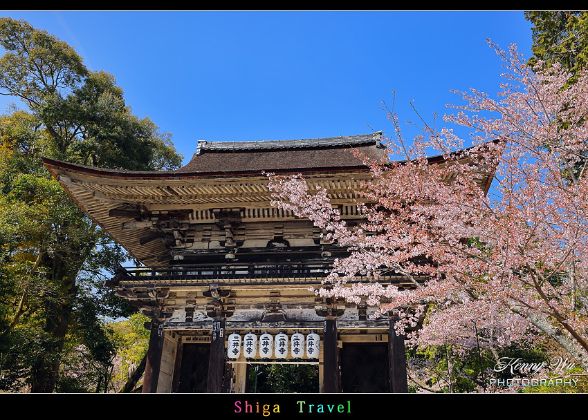 滋賀 の 三井寺 春櫻