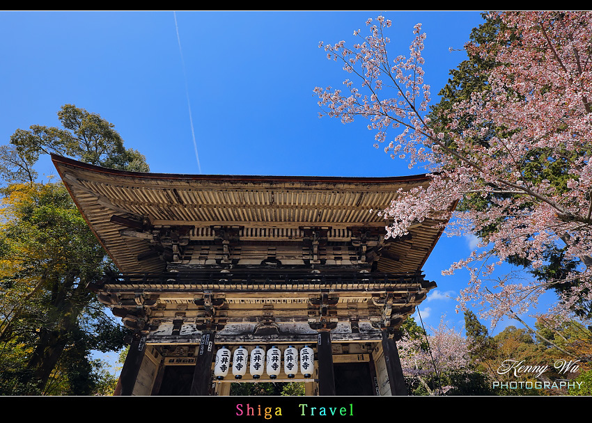 滋賀 の 三井寺 春櫻