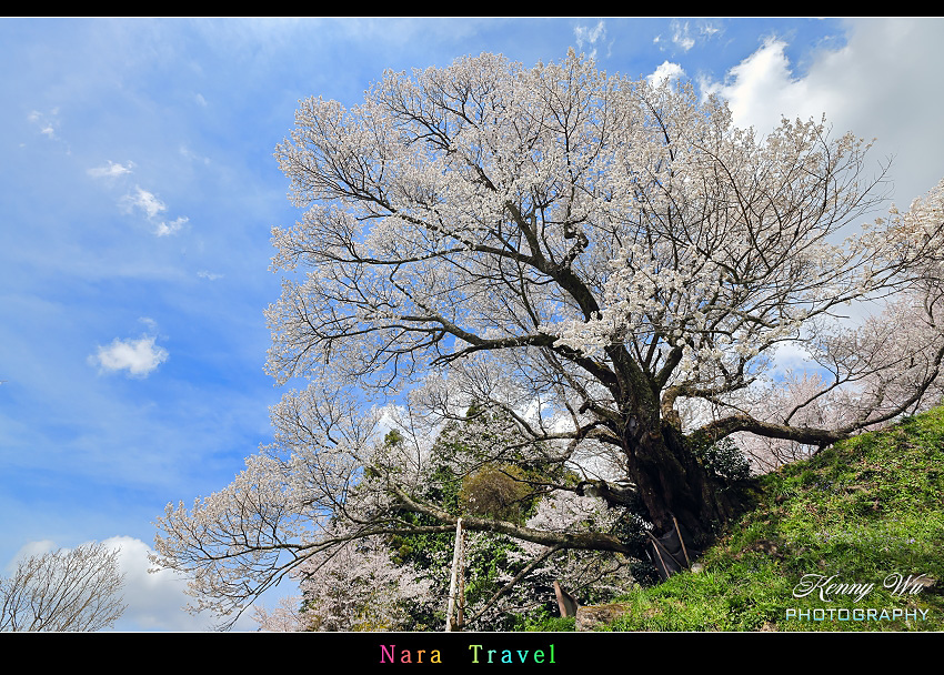 奈良 の 千年櫻