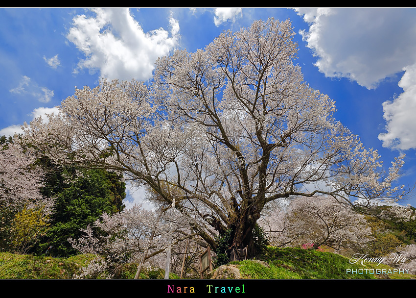 奈良 の 千年櫻