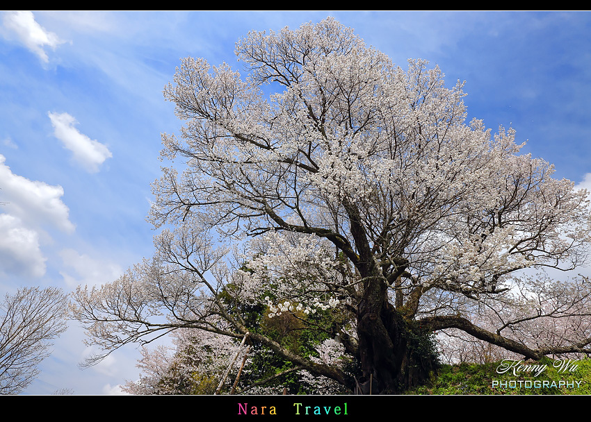 奈良 の 千年櫻