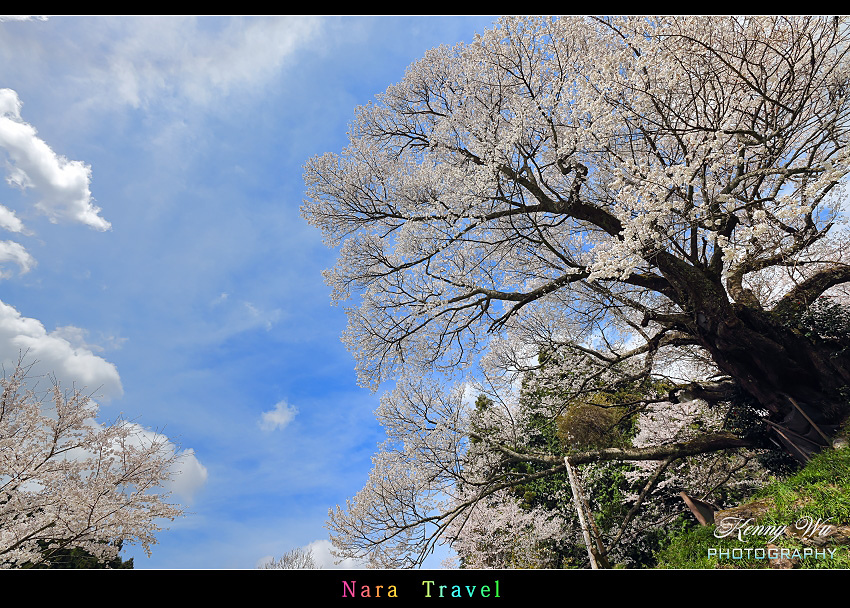 奈良 の 千年櫻