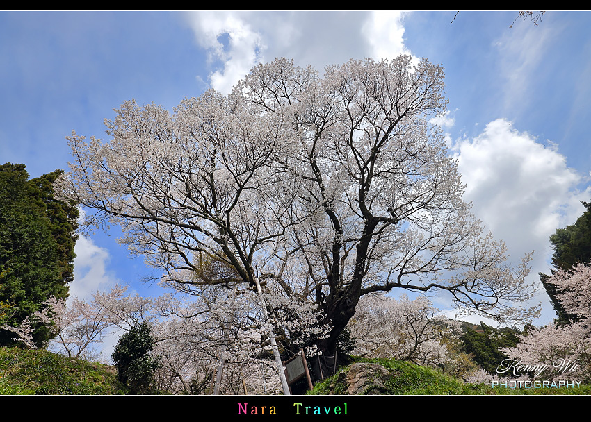 奈良 の 千年櫻