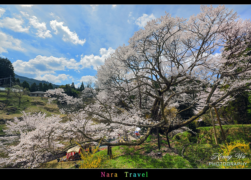 奈良 の 千年櫻