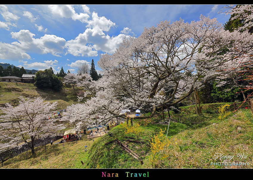 奈良 の 千年櫻