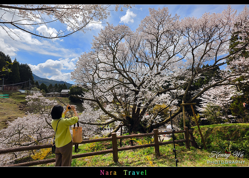 奈良 の 千年櫻