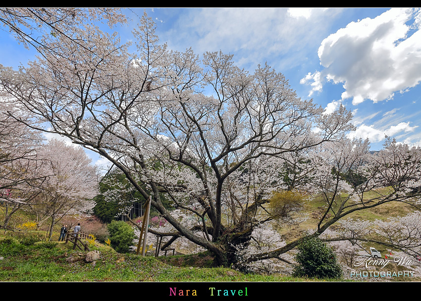 奈良 の 千年櫻