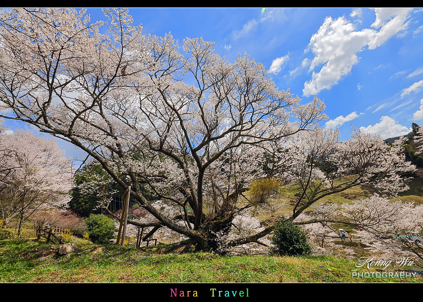 奈良 の 千年櫻