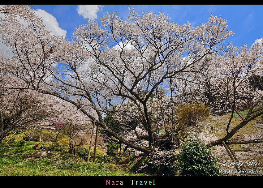 奈良 の 千年櫻