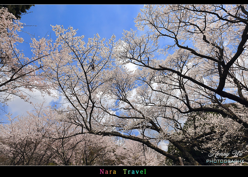 奈良 の 千年櫻