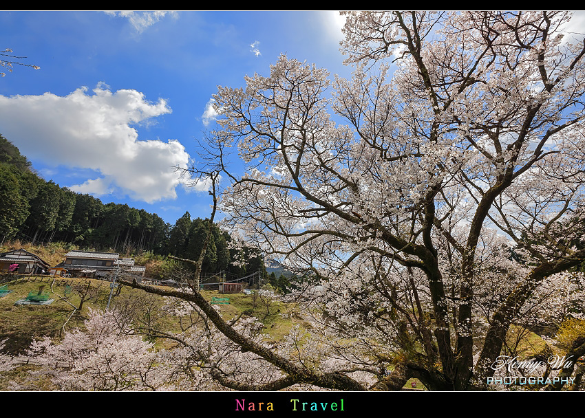 奈良 の 千年櫻