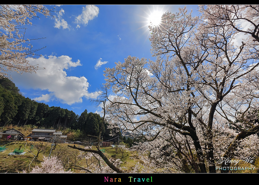 奈良 の 千年櫻