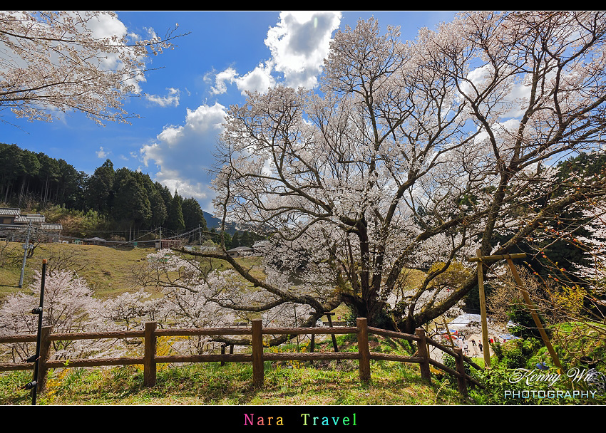 奈良 の 千年櫻