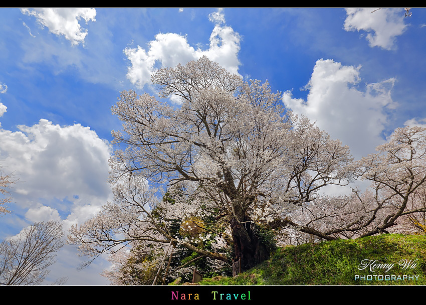 奈良 の 千年櫻