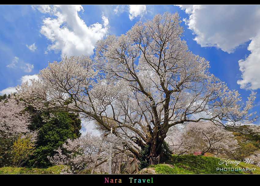 奈良 の 千年櫻