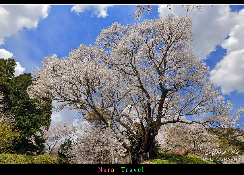 奈良 の 千年櫻