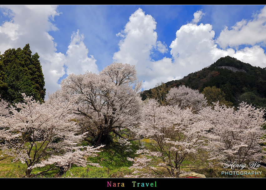 奈良 の 千年櫻
