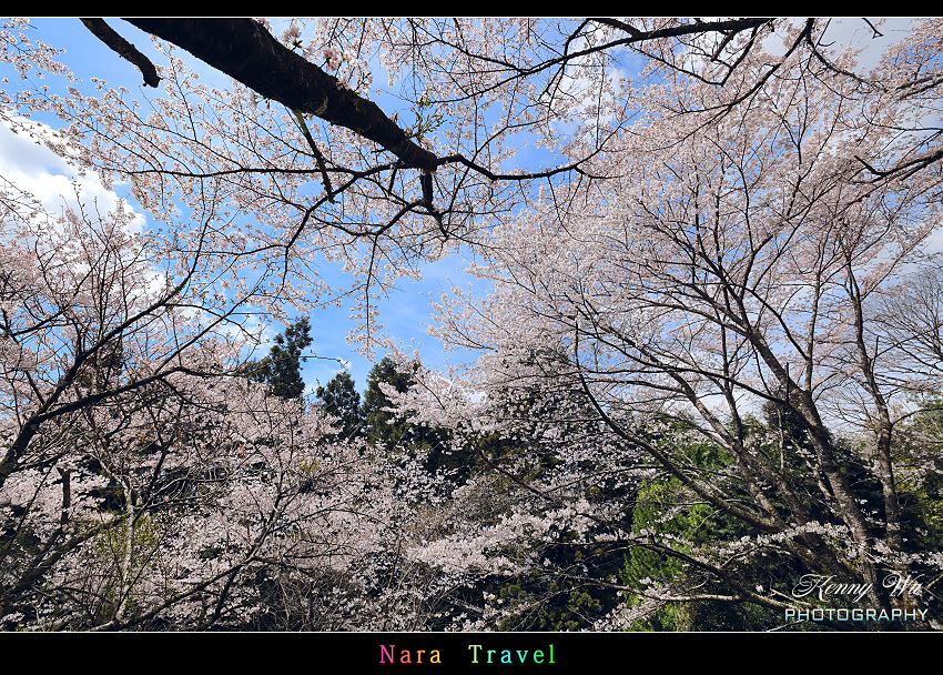 奈良 の 佛隆寺 春櫻