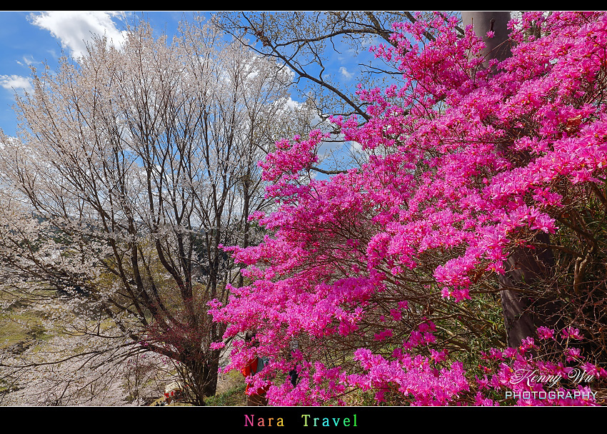 奈良 の 佛隆寺 春櫻