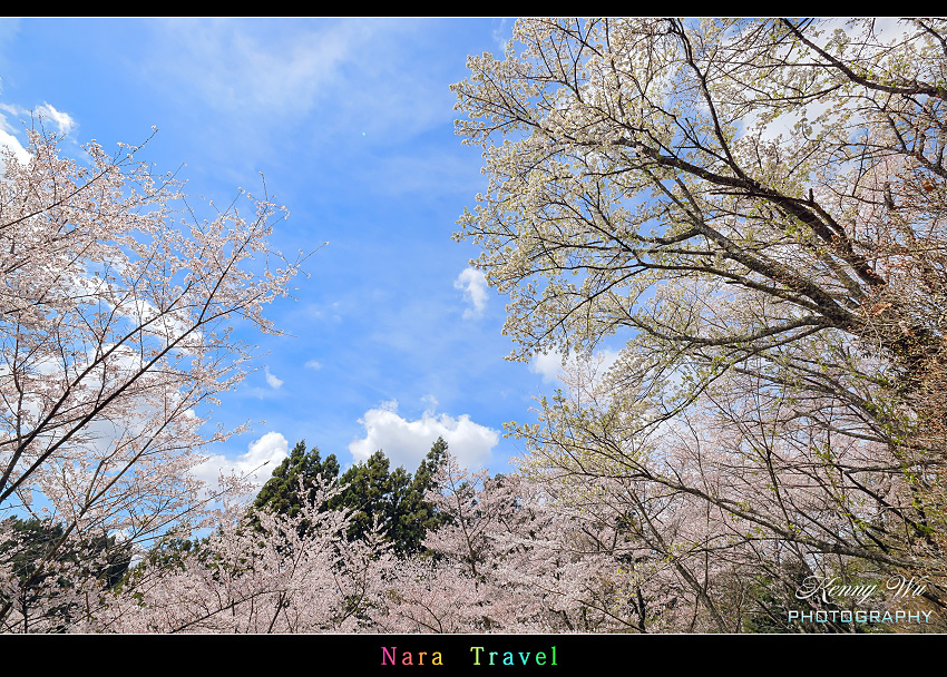 奈良 の 佛隆寺 春櫻