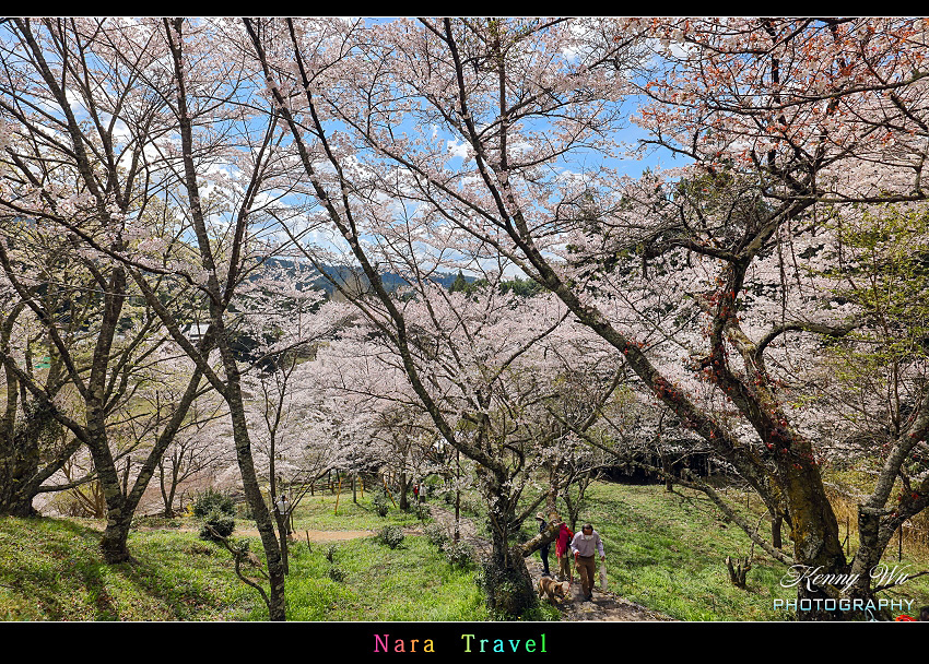 奈良 の 佛隆寺 春櫻