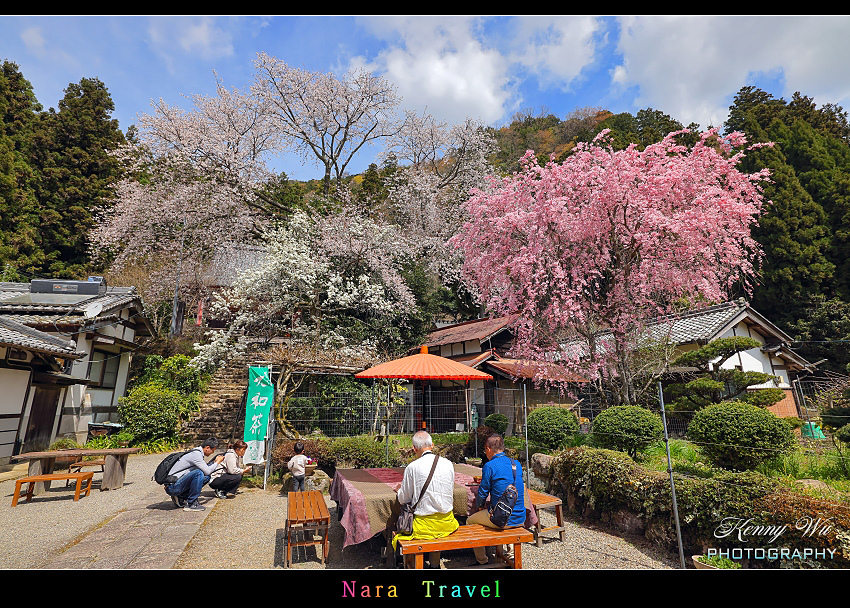 奈良 の 佛隆寺 春櫻