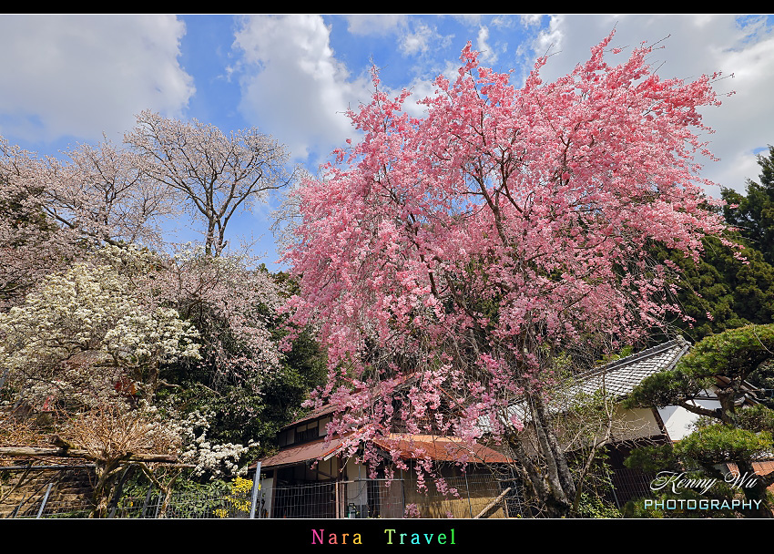 奈良 の 佛隆寺 春櫻