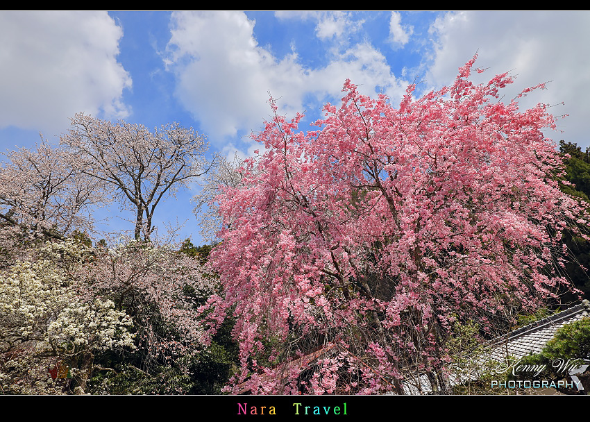 奈良 の 佛隆寺 春櫻