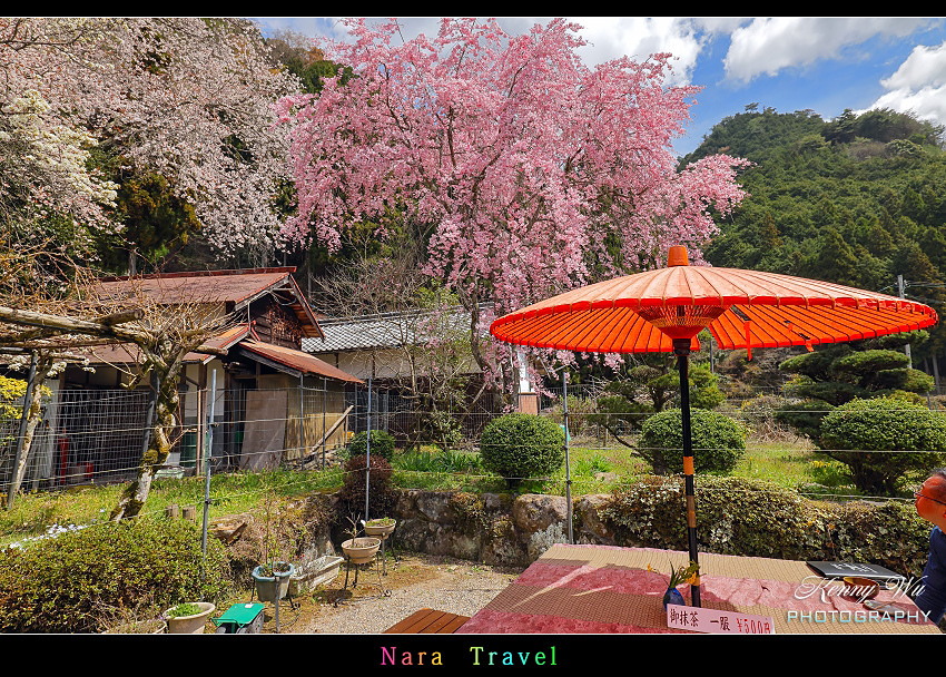 奈良 の 佛隆寺 春櫻