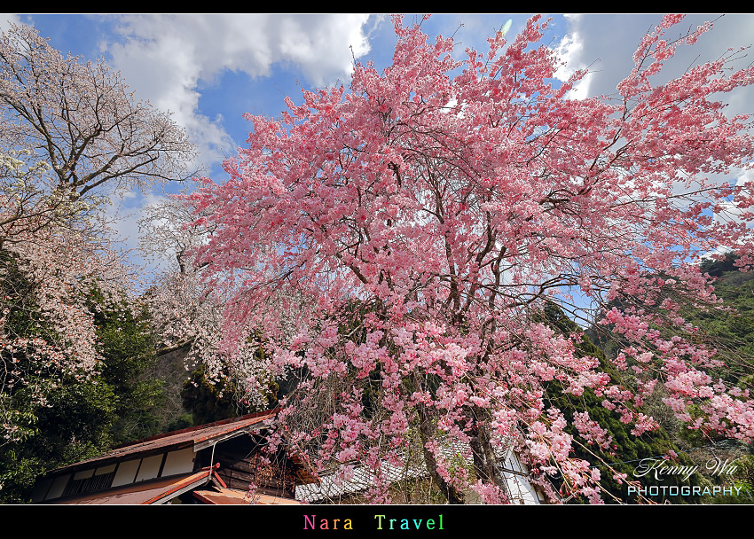 奈良 の 佛隆寺 春櫻