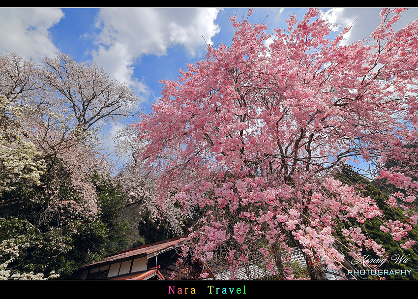 奈良 の 佛隆寺 春櫻