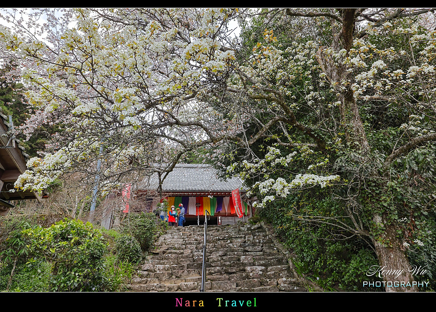 奈良 の 佛隆寺 春櫻