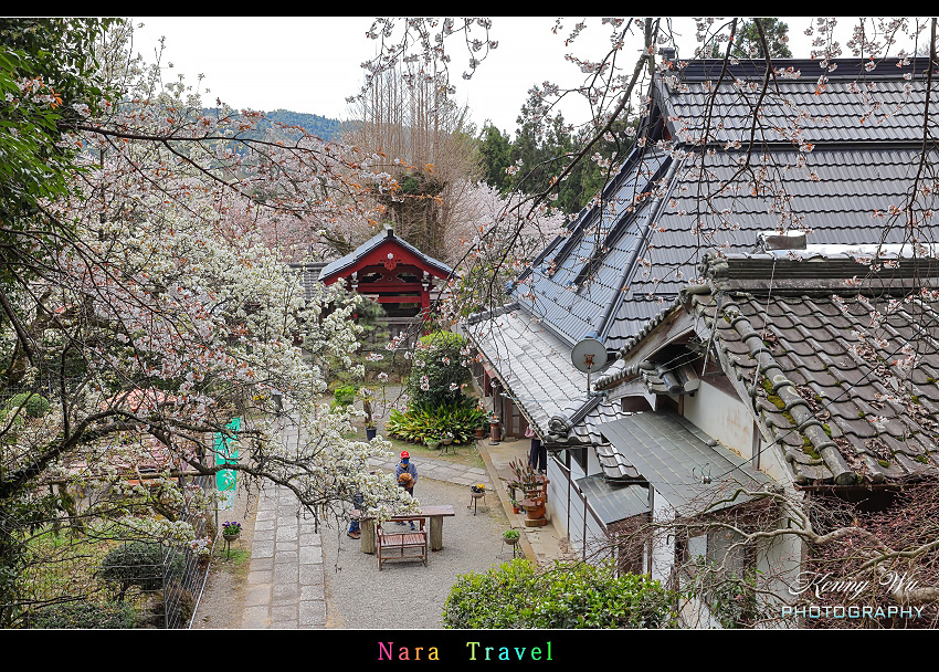 奈良 の 佛隆寺 春櫻