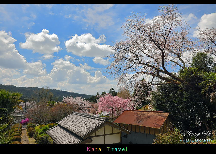 奈良 の 佛隆寺 春櫻