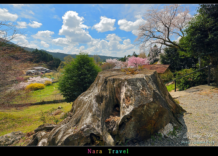 奈良 の 佛隆寺 春櫻