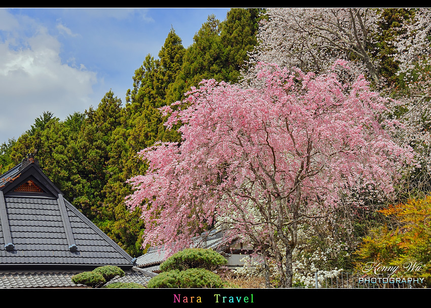 奈良 の 佛隆寺 春櫻