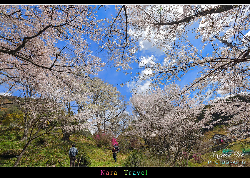 奈良 の 佛隆寺 春櫻