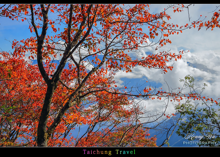 大雪山 の 楓紅山林
