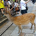 520東大寺外的梅花鹿003.JPG