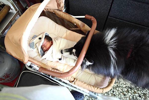 1913287_261209987390422_2015566755_o