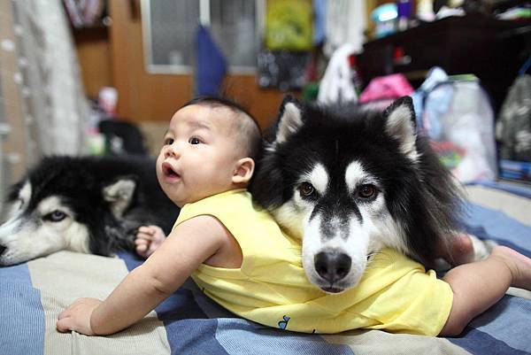 1078956_195496257295129_1098612179_o